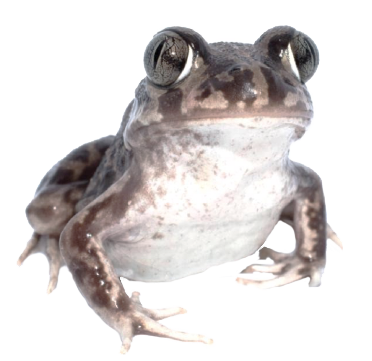 Navigation bar avatar